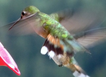 2011-08-Hummingbirds  3.jpg.jpg